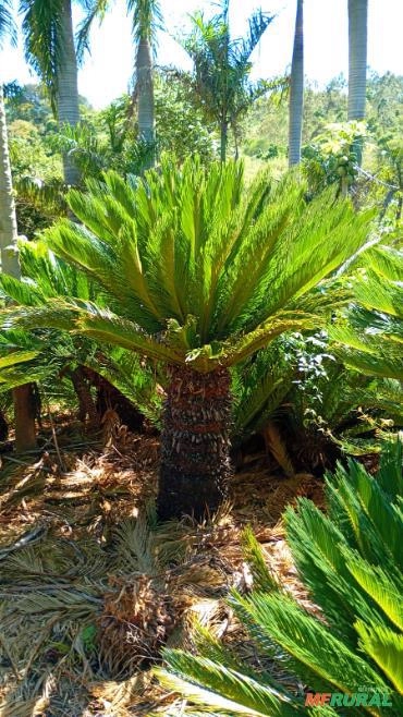 Palmeiras Cycas Direto do Produtor Imagem Palmeiras Cycas Direto do Produtor