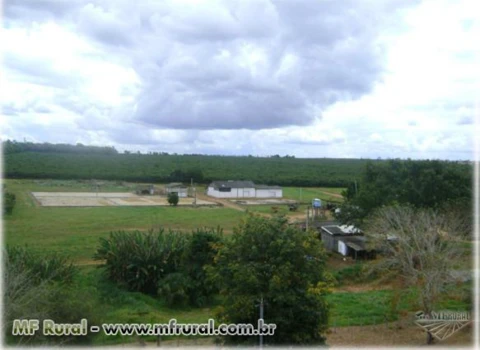 FAZENDA COM AGROINDUSTRIA - 2.615ha