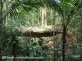 FAZENDA PARA MANEJO FLORESTAL E SERVIR DE COMPENSAÇÃO DE RESERVA LEGAL NO AMAZON