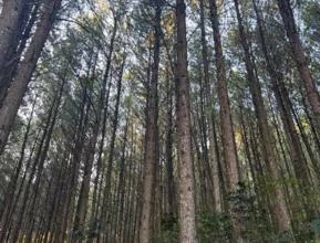 Reflorestamento Pinus