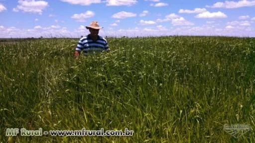 EXELENTE FAZENDA  PARA PECUARIA E LAVOURA