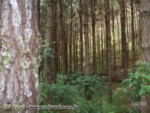 Compra - Fazenda de aproximadamente 500 ALQ de Pinus ou Eucalipto