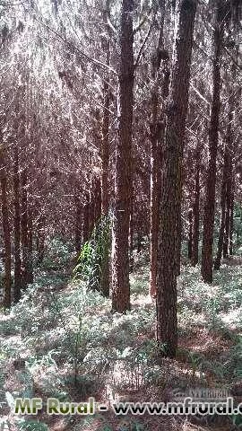 Vendo 120.000 Arvores de Pinus Taeda 100KM de Curitiba-PR