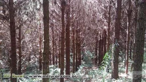 Vendo 120.000 Arvores de Pinus Taeda 100KM de Curitiba-PR