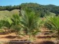 Mudas de coco grandes e pequenas e quiosques de piaçava Imagem Mudas de coco grandes e pequenas e quiosques de piaçava