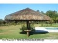 Mudas de coco grandes e pequenas e quiosques de piaçava Imagem Mudas de coco grandes e pequenas e quiosques de piaçava