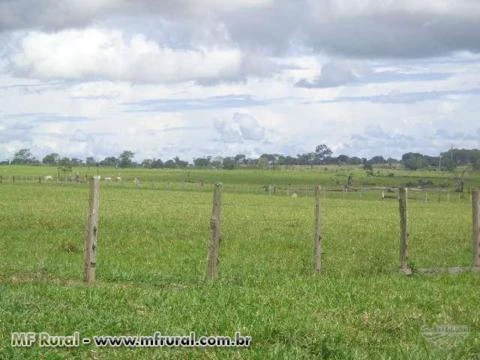 Fazenda de 224 alqueires com 214 formado em Seringueiras Rondônia
