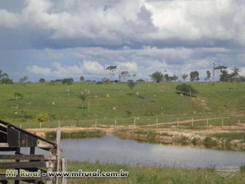 Fazenda em Seringueiras Rondônia