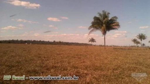 Fazenda em Rondônia de 130 alqueires