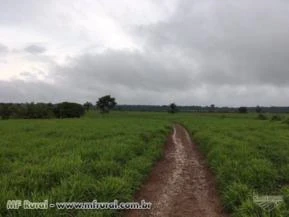 Fazenda no estado de Rondônia de 820 alqueires com 500 alqueires de pasto