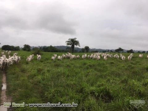 Fazenda no estado de Rondônia de 820 alqueires com 500 alqueires de pasto