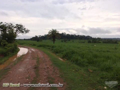 Fazenda no estado de Rondônia de 820 alqueires com 500 alqueires de pasto