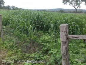 fazenda 131ha em buenopolis mg