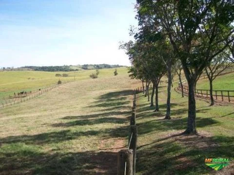 Fazenda Torr. Gold - Região Campinas/SP/BR (374)