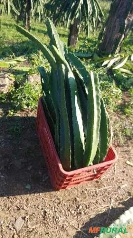 Imagem Muda de Pitaya Vermelha Autofértil (Teruya) Imagem Muda de Pitaya Vermelha Autofértil (Teruya)