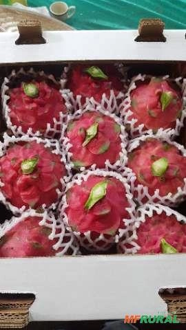Imagem Muda de Pitaya Vermelha Autofértil (Teruya) Imagem Muda de Pitaya Vermelha Autofértil (Teruya)