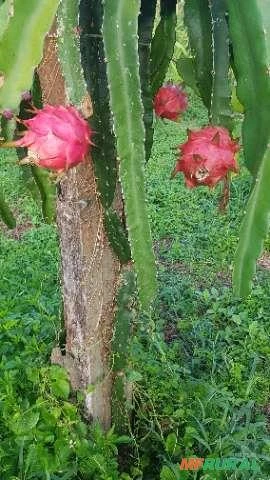 Imagem Muda de Pitaya Vermelha Autofértil (Teruya) Imagem Muda de Pitaya Vermelha Autofértil (Teruya)