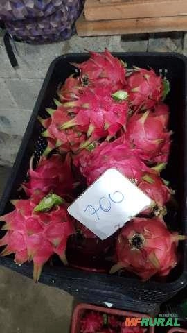 Imagem Muda de Pitaya Vermelha Autofértil (Teruya) Imagem Muda de Pitaya Vermelha Autofértil (Teruya)