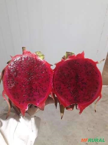 Imagem Muda de Pitaya Vermelha Autofértil (Teruya) Imagem Muda de Pitaya Vermelha Autofértil (Teruya)