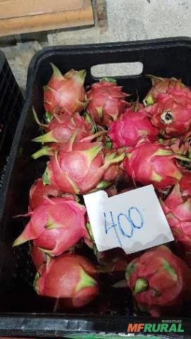 Imagem Muda de Pitaya Vermelha Autofértil (Teruya) Imagem Muda de Pitaya Vermelha Autofértil (Teruya)