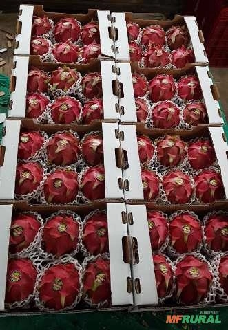 Imagem Muda de Pitaya Vermelha Autofértil (Teruya) Imagem Muda de Pitaya Vermelha Autofértil (Teruya)