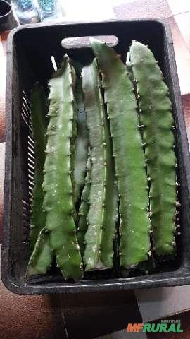 Imagem Muda de Pitaya Vermelha Autofértil (Teruya) Imagem Muda de Pitaya Vermelha Autofértil (Teruya)