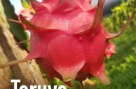 Pitaya Vermelha Autofértil (Teruya)