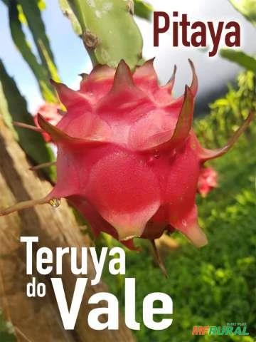 Muda de Pitaya Vermelha Autofértil (Teruya)