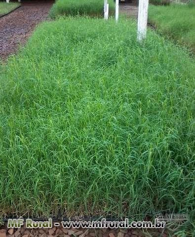 Mudas de Tifton 85 Imagem Mudas de Tifton 85