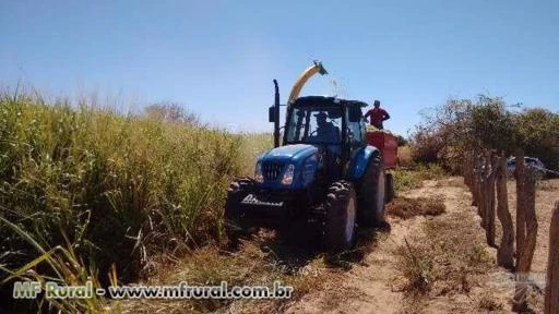 Silagem de capim Mombaça