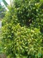 Cravo Imagem Cravo