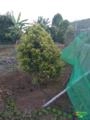 Cravo Imagem Cravo