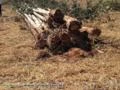 Alugo Feller Buncher Corte Florestal - Colheita Mecanizada