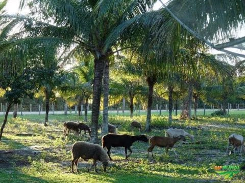 Coco verde Imagem Coco verde