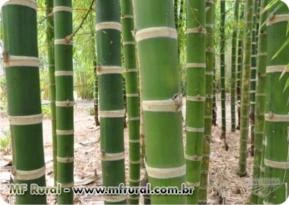 MUDAS DE BAMBU GUADUA ANGUSTIFOLIA