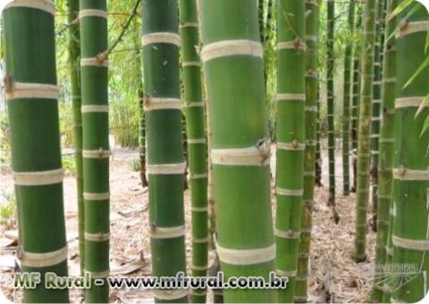 MUDAS DE BAMBU GUADUA ANGUSTIFOLIA Imagem MUDAS DE BAMBU GUADUA ANGUSTIFOLIA