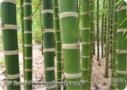 MUDAS DE BAMBU GUADUA ANGUSTIFOLIA Imagem MUDAS DE BAMBU GUADUA ANGUSTIFOLIA