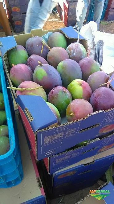 Manga Tommy Imagem Manga Tommy