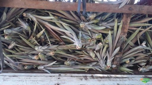 MUDAS DE ABACAXI PEROLA Imagem MUDAS DE ABACAXI PEROLA