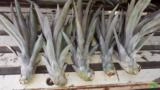 MUDAS DE ABACAXI PEROLA Imagem MUDAS DE ABACAXI PEROLA