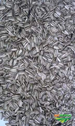 Girassol miúdo para pássaros Imagem Girassol miúdo para pássaros