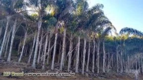 Lindos coqueiro Licuri