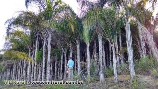 Lindos coqueiro Licuri