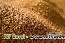 CASCA DE ARROZ Imagem CASCA DE ARROZ