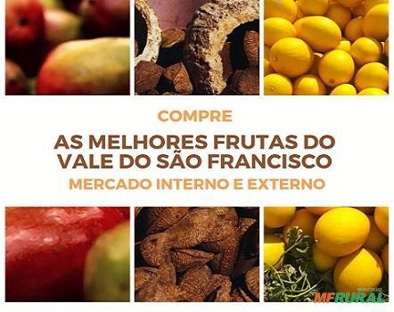 FRUTAS VERMELHAS MIRTILO (BLUEBERRY) Imagem FRUTAS VERMELHAS MIRTILO (BLUEBERRY)