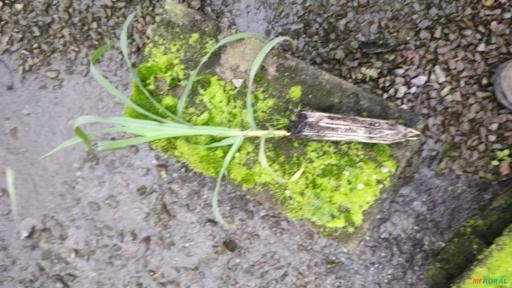 Mudas capim kurumi Imagem Mudas capim kurumi