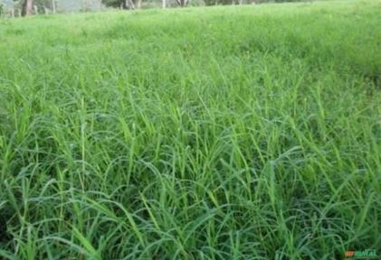 Muda de Estrela Africana Imagem Muda de Estrela Africana