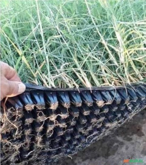 Muda de Tifton 85 Imagem Muda de Tifton 85