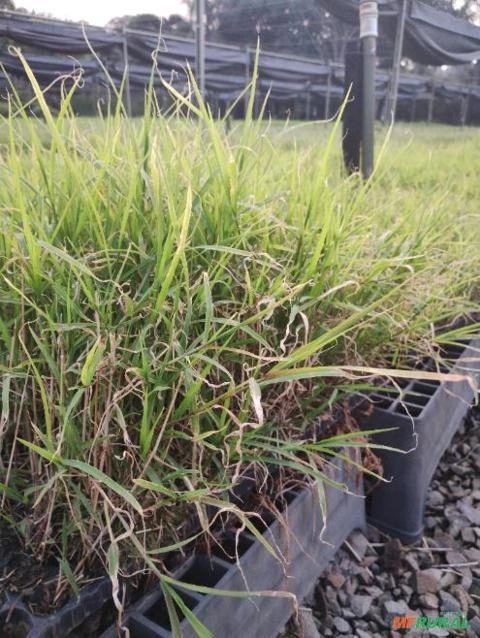 Muda de Grama Florakirk Imagem Muda de Grama Florakirk