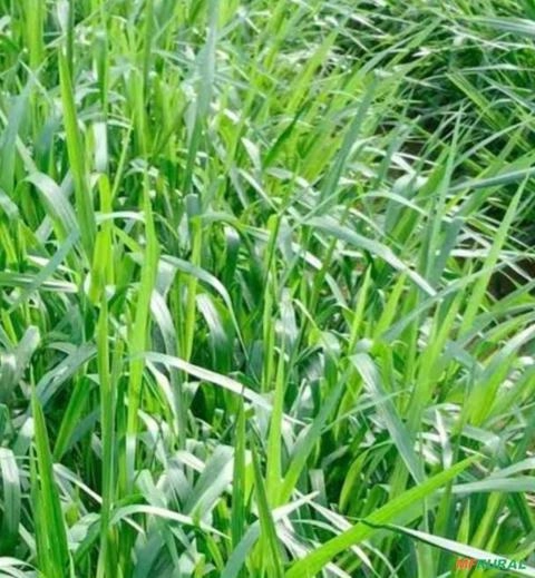 Muda de Missioneira-Gigante Imagem Muda de Missioneira-Gigante